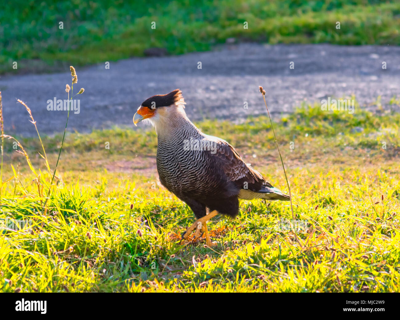 Torres del Paine, Chile, Patagonien: Vogel Der karakara oder Carancho im Torres del Paine Nationalpark im Herbst in Patagonien, Chile Stockfoto