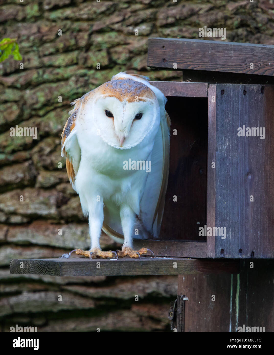 Schleiereule an Nest-kiste-Eingang Stockfoto