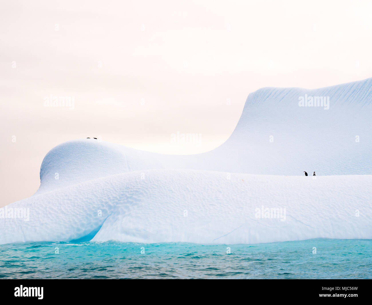 Kinnriemen Pinguine auf Pisten des Eisbergs in der Nähe von spert Insel nordwestlich der Antarktischen Halbinsel, Antarktis Stockfoto