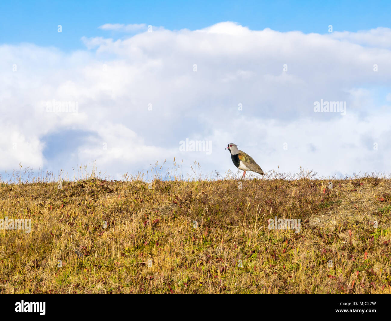 Tero Vogel oder südlichen Kiebitz, Vanellus sp., stehend auf einem Hügel in der Nähe von Ushuaia Terra del Fuego, Patagonien, Argentinien Stockfoto