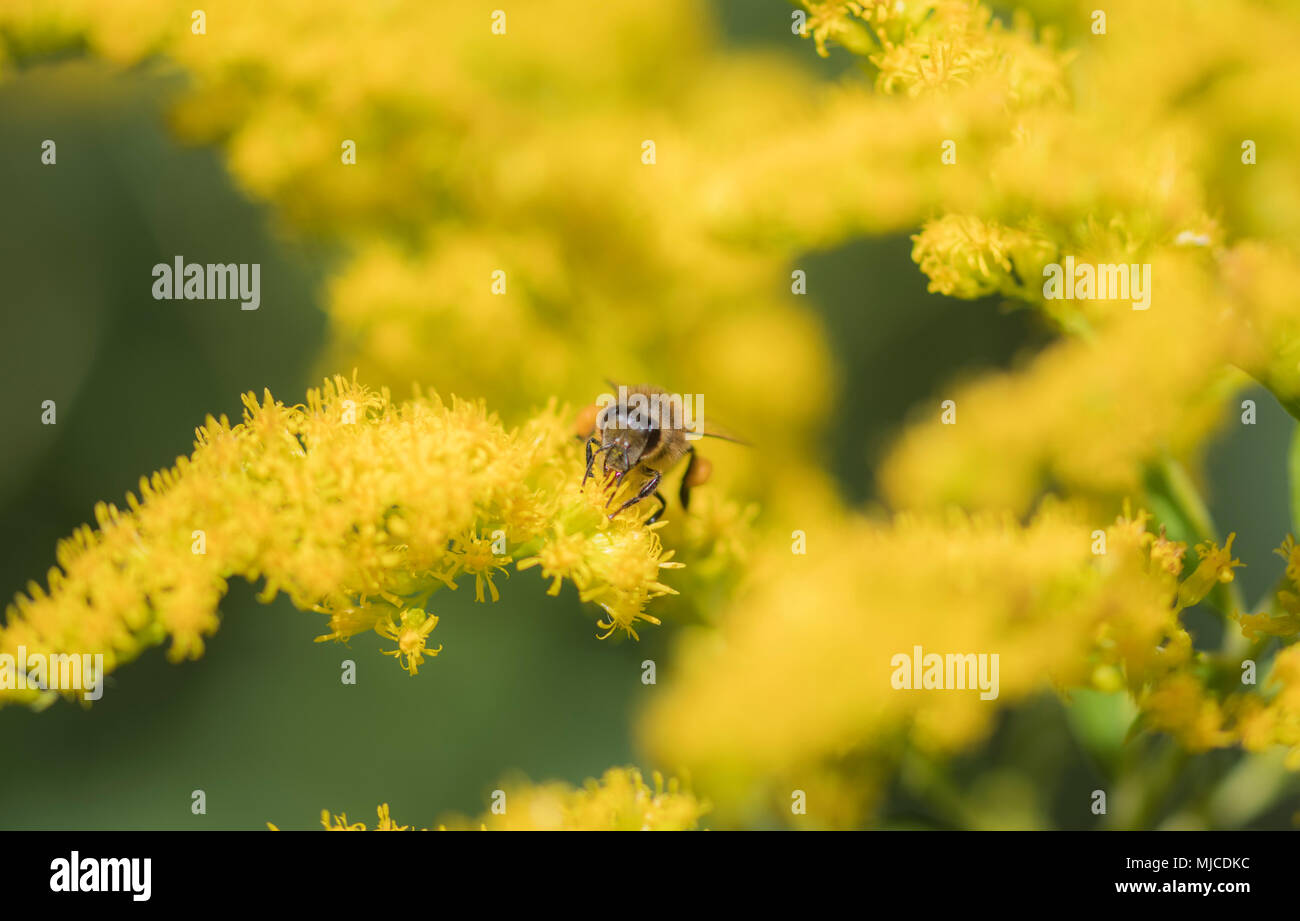 Süße kleine Hoverfly, Makro Soft Focus Stockfoto