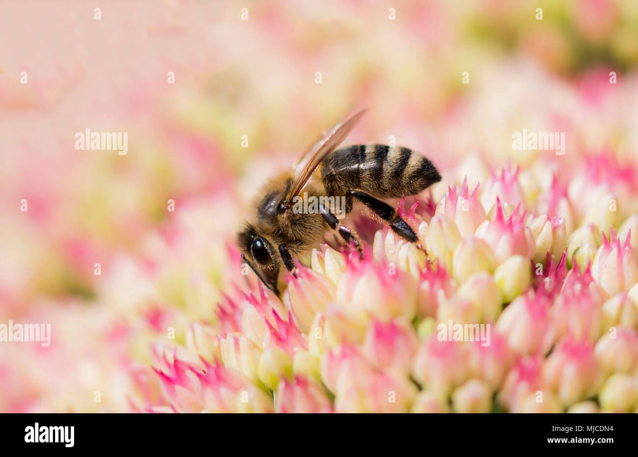 Honig Bienen Pollen sammeln auf Pflanzen in meinem Garten Stockfoto