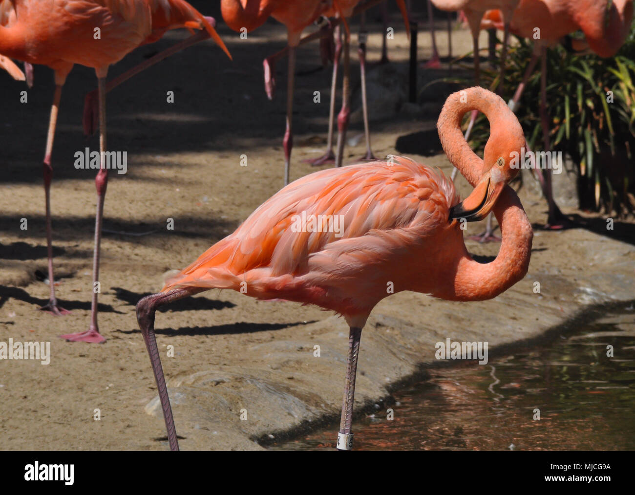 Exotisches Gefieder Stockfotos und bilder Kaufen Alamy