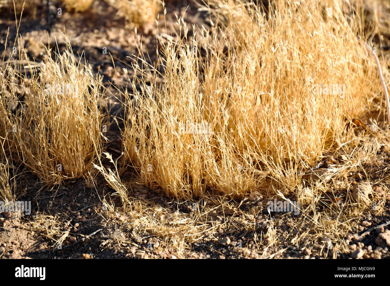 Golden leuchtet Gras in semi-Wüste mit Sand und Kies. Bild ist in Joshua Tree National Park. Stockfoto