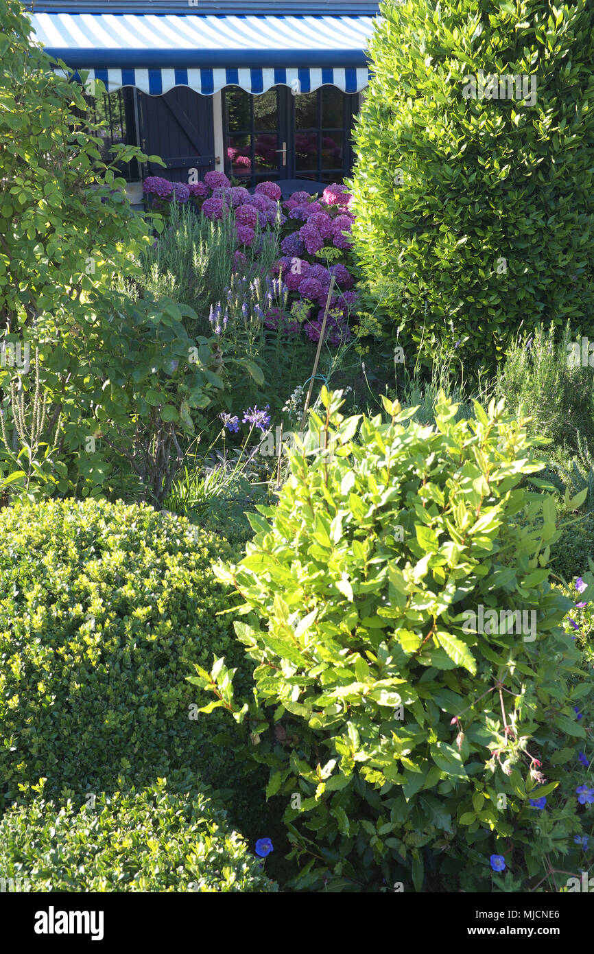 Grünen Garten, Sträucher, Hortensien Stockfoto