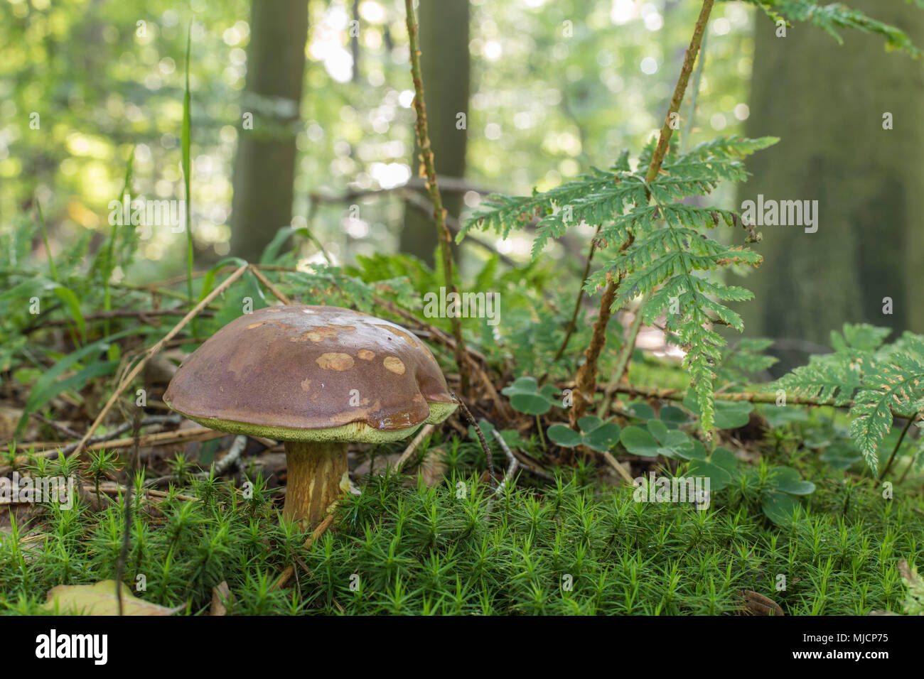 Imleria Badia, Bay bolete, Boletus badius, Xerocomus badius Stockfoto