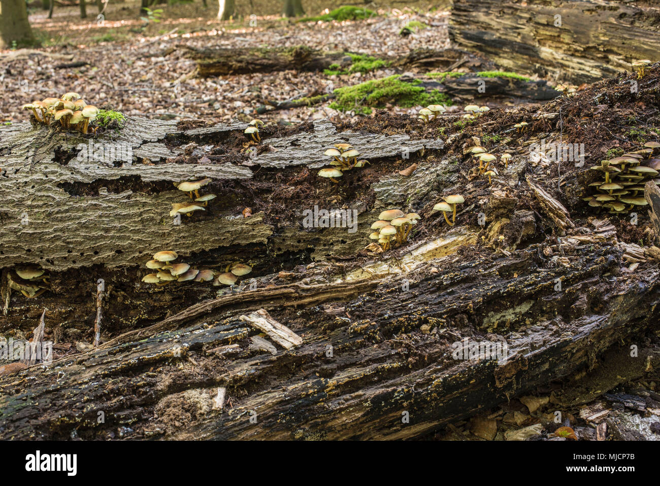 Schwefel Büschel, Pilze auf Bemoosten Baumstumpf, giftige Pilze, Totholz, Hypholoma fasciculare Stockfoto