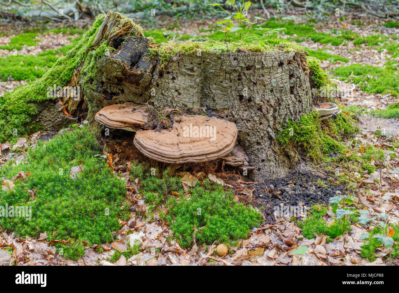 Pilz, Fomes fomentarius Zunder, wächst an totem Holz Stockfoto