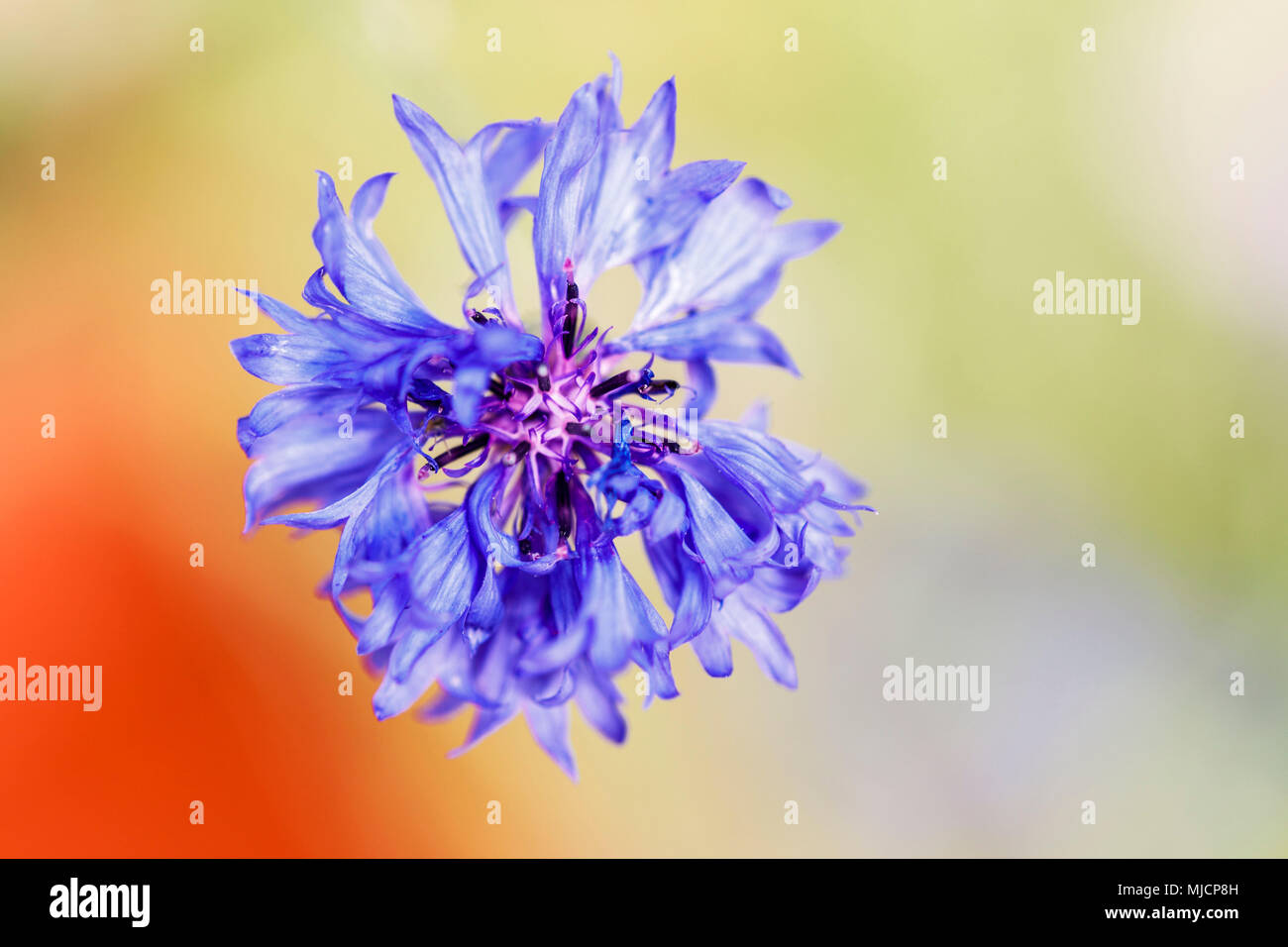 Kornblume, Blüte, blau, Ansicht von oben, Stockfoto
