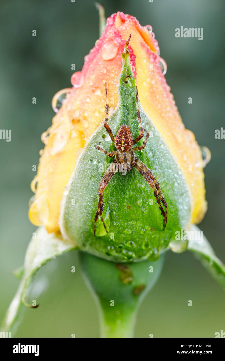 Morgen Stunden im Garten, cross Spider an bud Rose Stockfoto