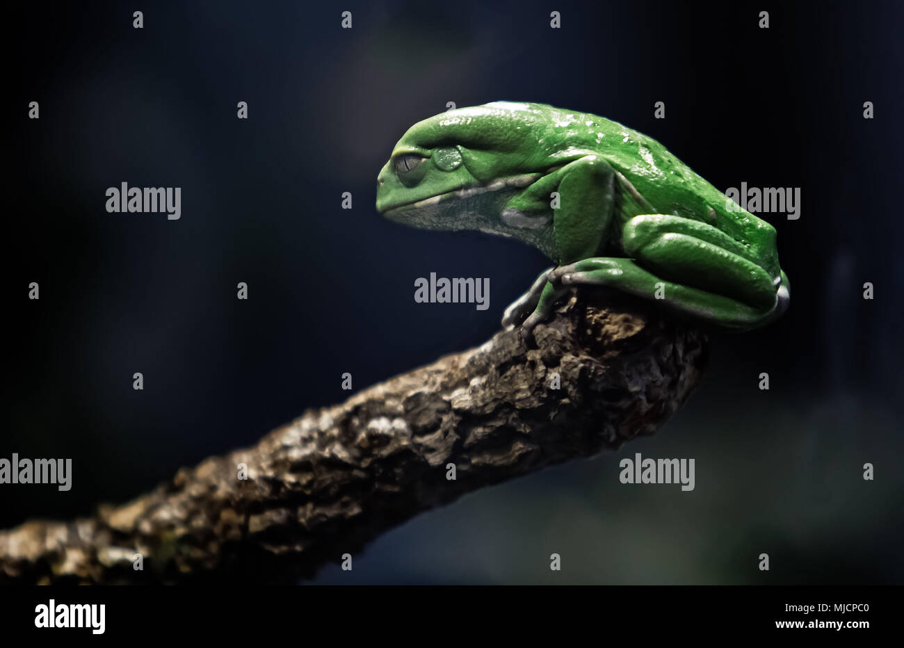 Terrarium, Australian Green Tree Frog, Stockfoto