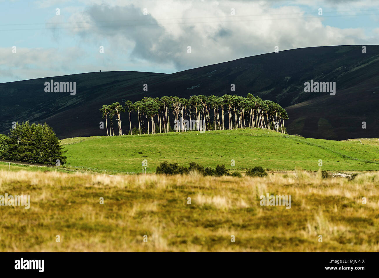 Landschaft mit Baumgruppe in Highlands, Schottland, Stockfoto