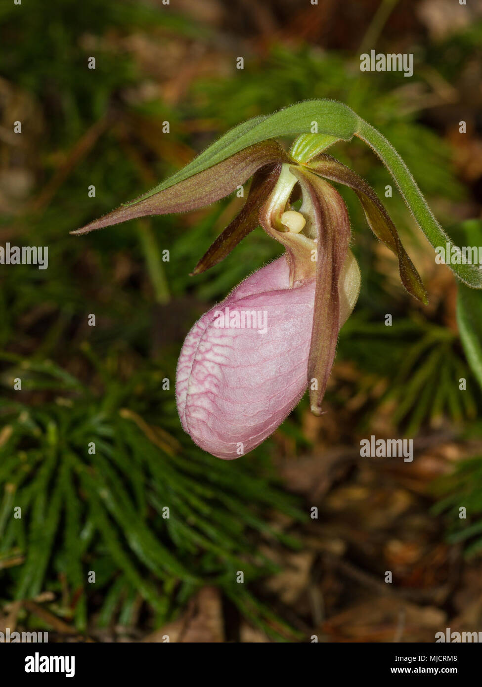Ein Porträt des Pink Lady Slipper Orchid in voller Blüte. Stockfoto