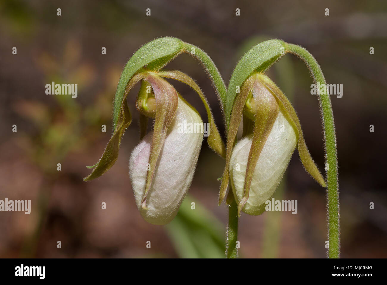 Ein Paar Slipper Orchideen neu erweitert Die pink lady Blüten. Stockfoto