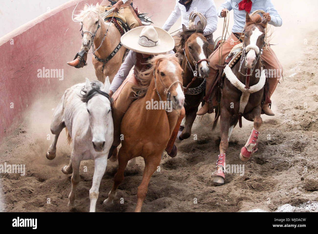 Mexikanische charros Durchführen einer gefährlichen Pferd stun Stockfoto