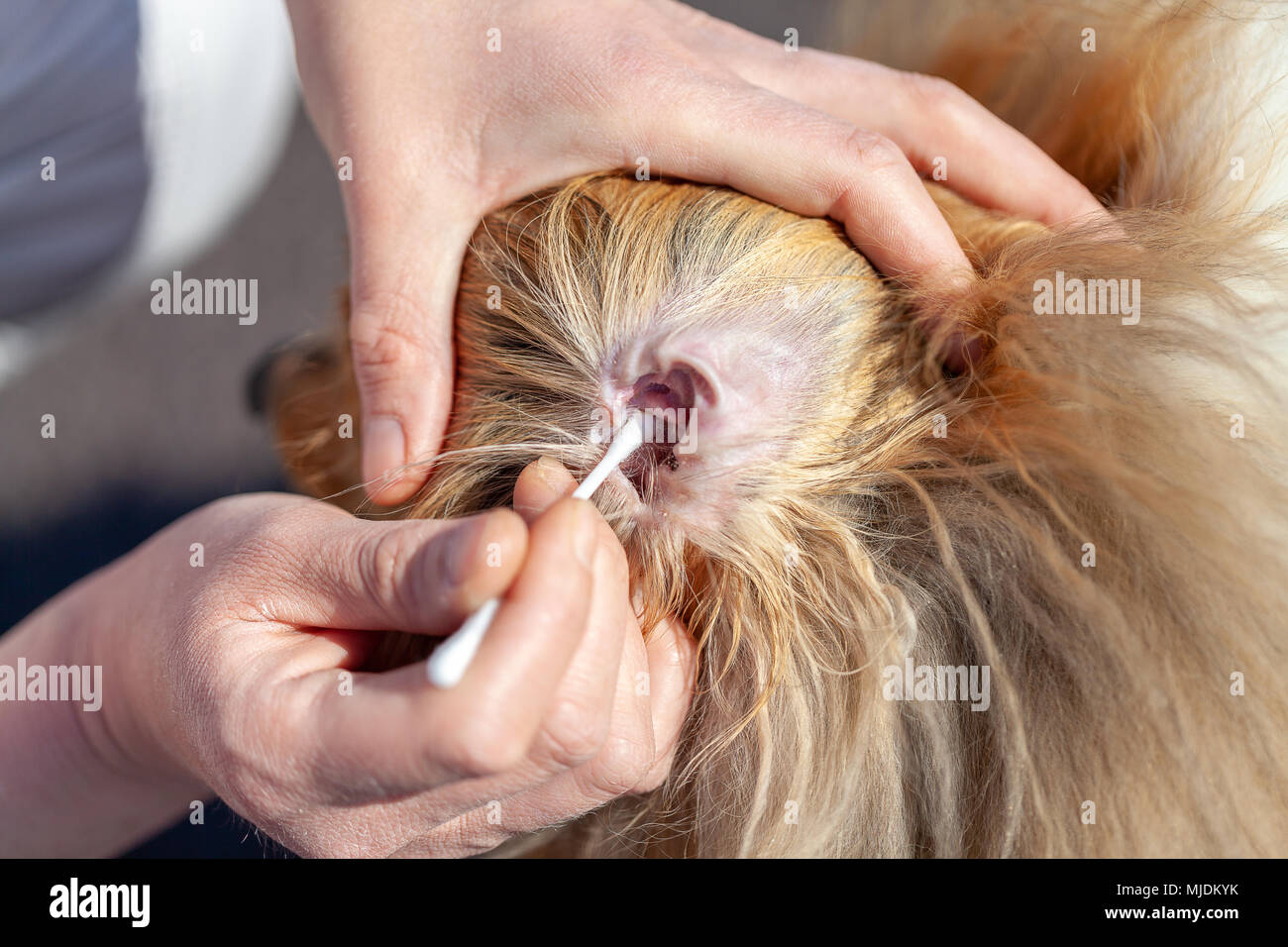 Eine Person gereinigt ein Ohr von einem Shetland Sheepdog Stockfoto