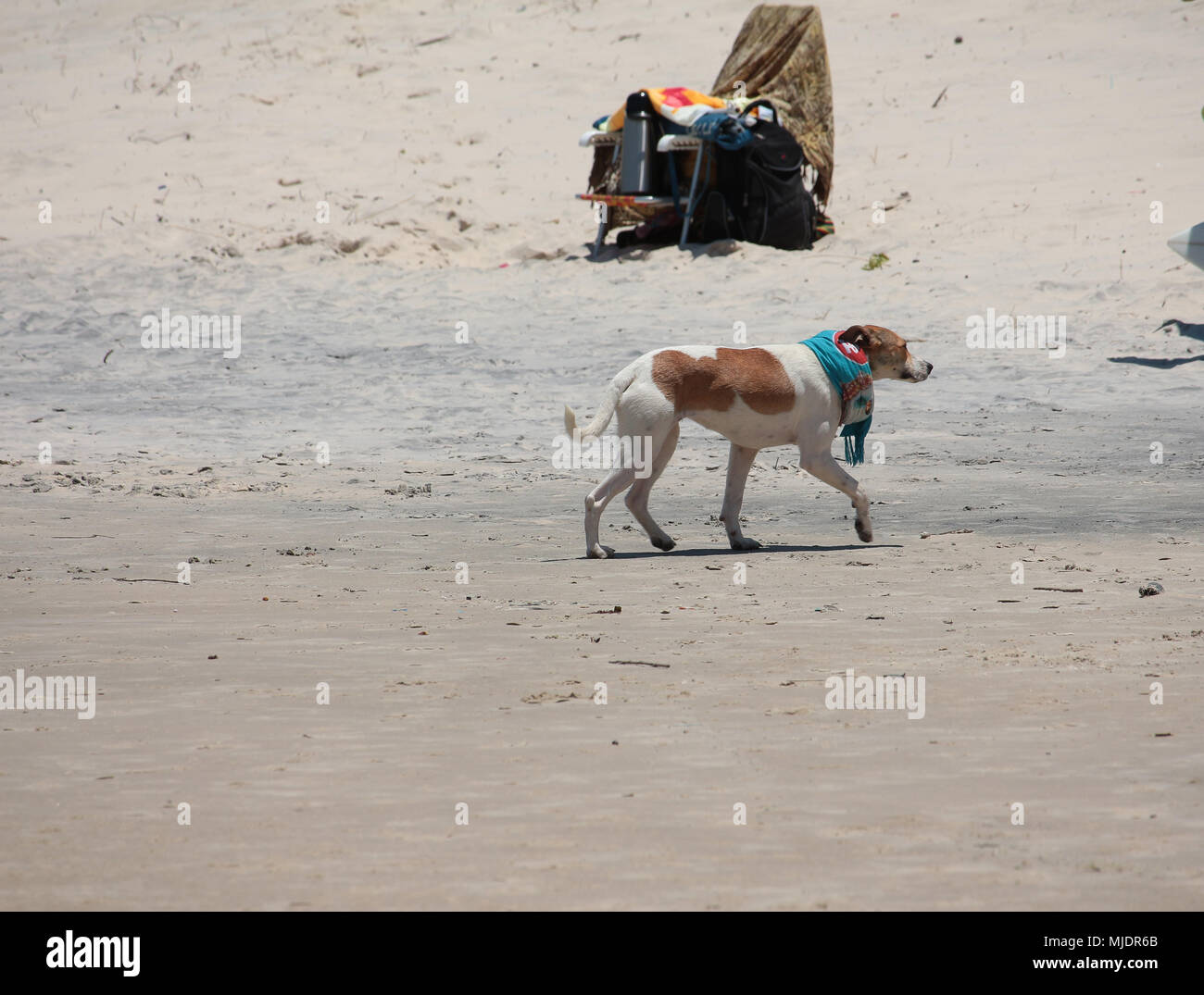 Hund zu Fuß am Strand trägt einen Schal. Praia do Rosa, Brasilien Stockfoto