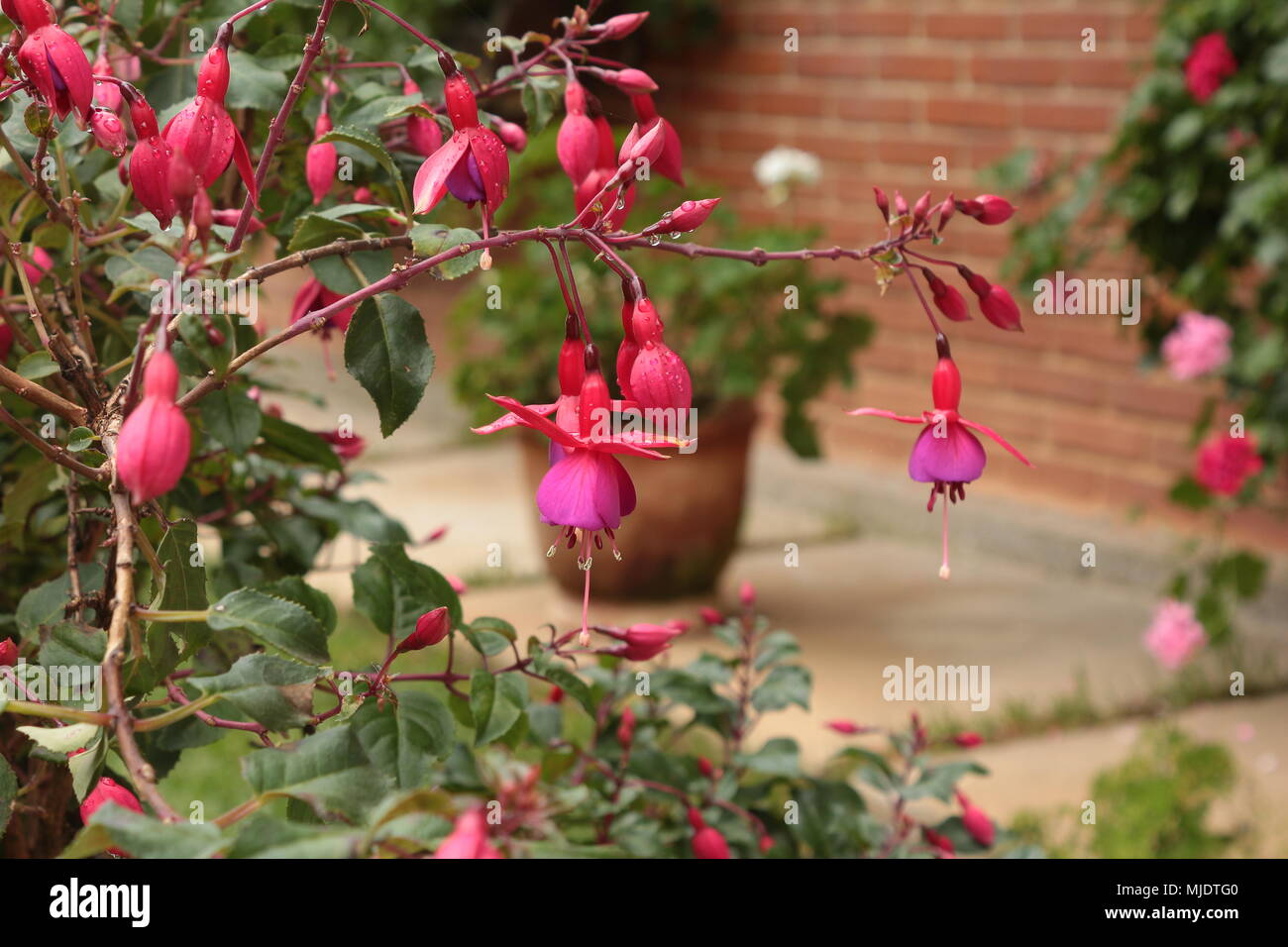 Rot und rosa Jingle bell Blumen (FUCHSIEN) mit Regen fällt. Stockfoto