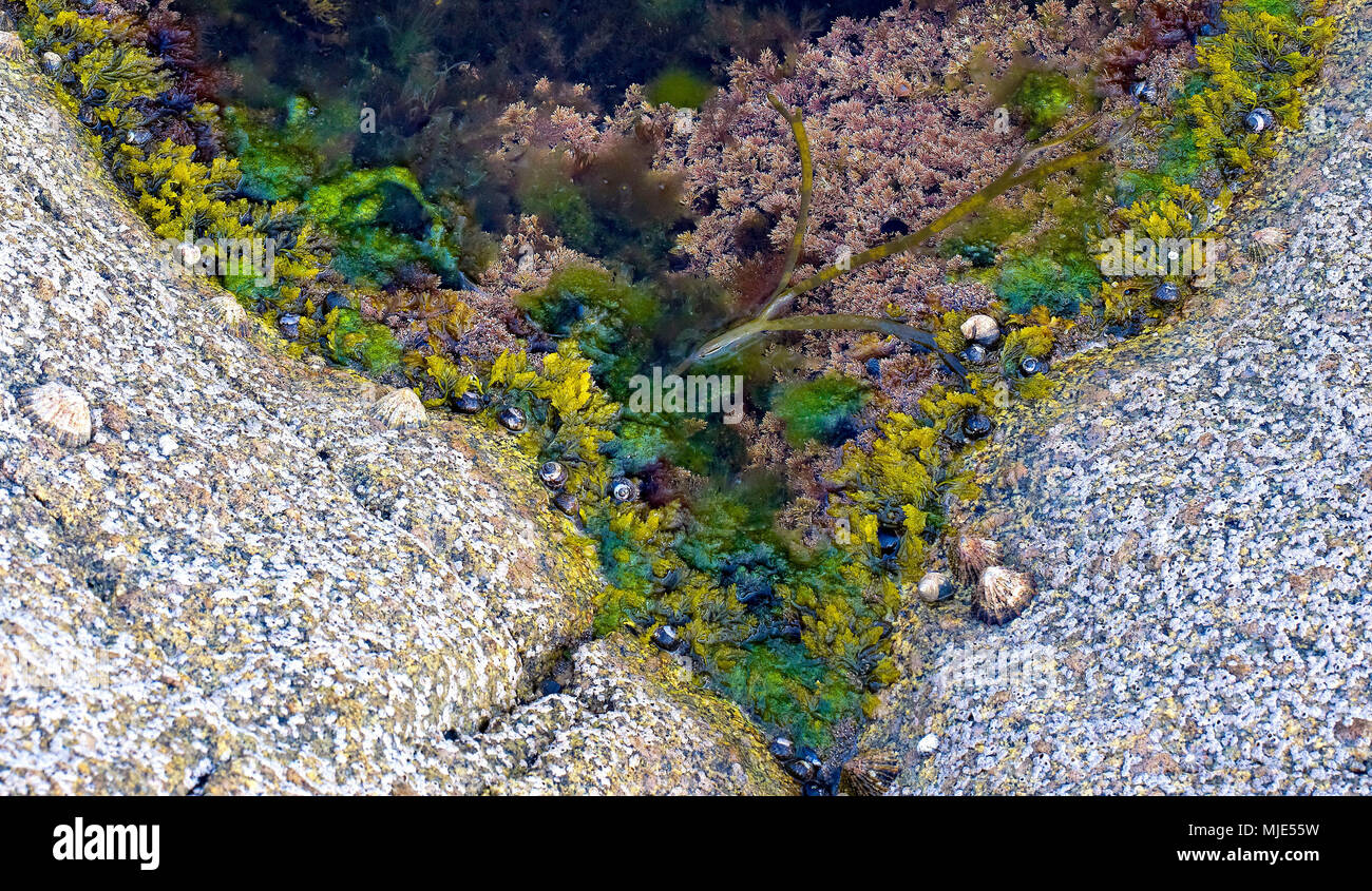 Irland, im County Galway, Gezeitenzone in der Hunde Bucht in der Nähe Roundstone, Muscheln, Algen, Meer Schnecke Stockfoto