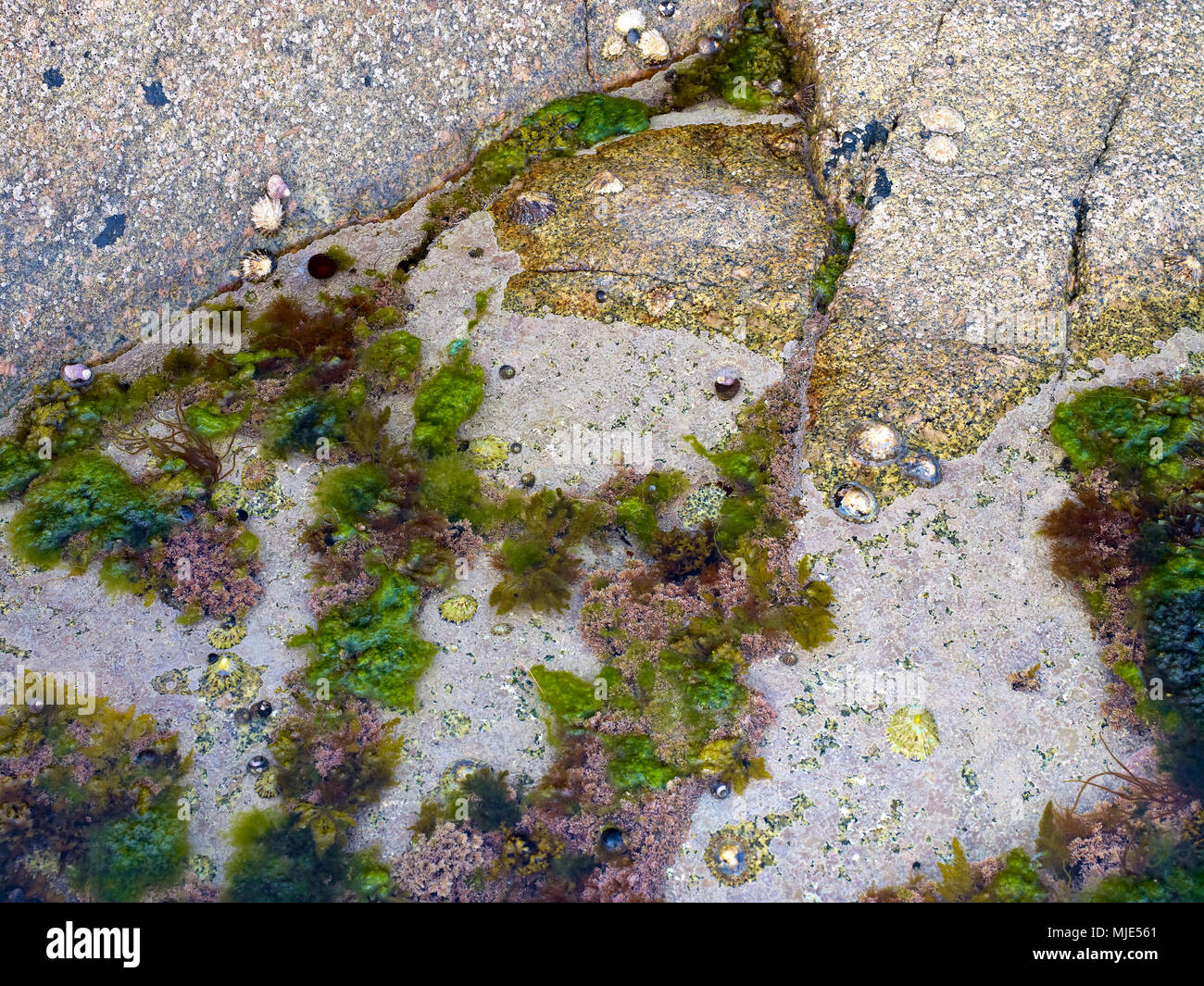 Irland, im County Galway, Gezeitenzone in der Hunde Bucht in der Nähe Roundstone, Muscheln, Algen, Meer Schnecke Stockfoto