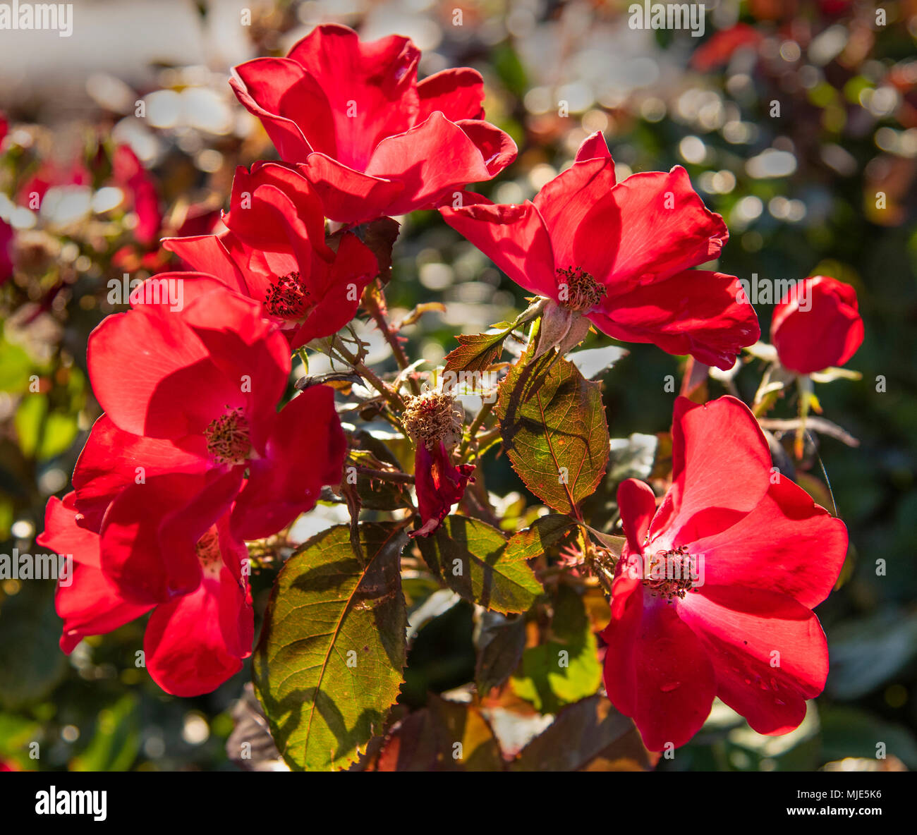 Knock Out radraz Rosen (Rosa) sind eine besonders robuste Sorte, bekannt als wartungsarme Rose, und daher sehr beliebt in der Landschaftsgestaltung. Stockfoto