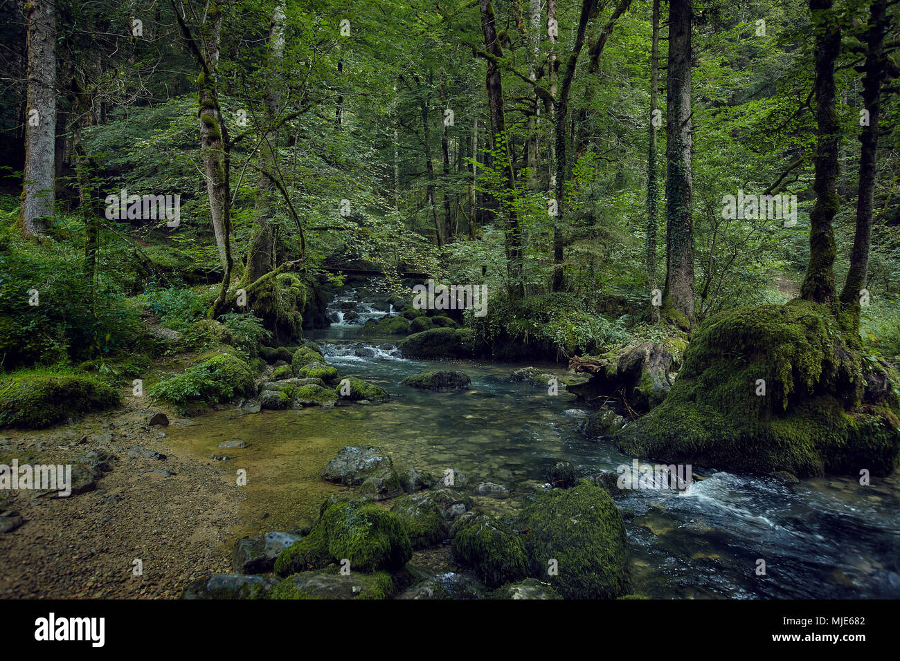 Verlauf Der Bach durch einen Wald, Steine und Moos auf der Banken Stockfoto