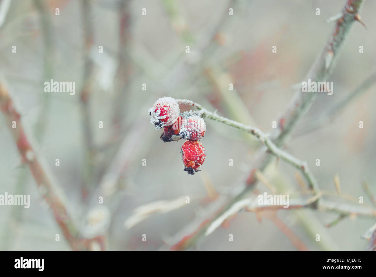 Close-up von Rose hip Zweig mit Raureif Stockfoto