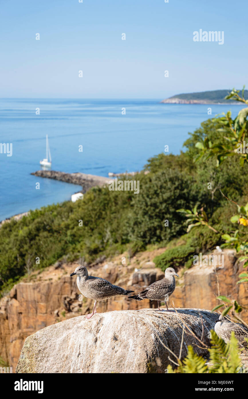 Junge Silbermöwe (Larus argentatus) über die alten Granit Steinbruch von Vang, hinter dem Hafen, Europa, Dänemark, Bornholm, Stockfoto