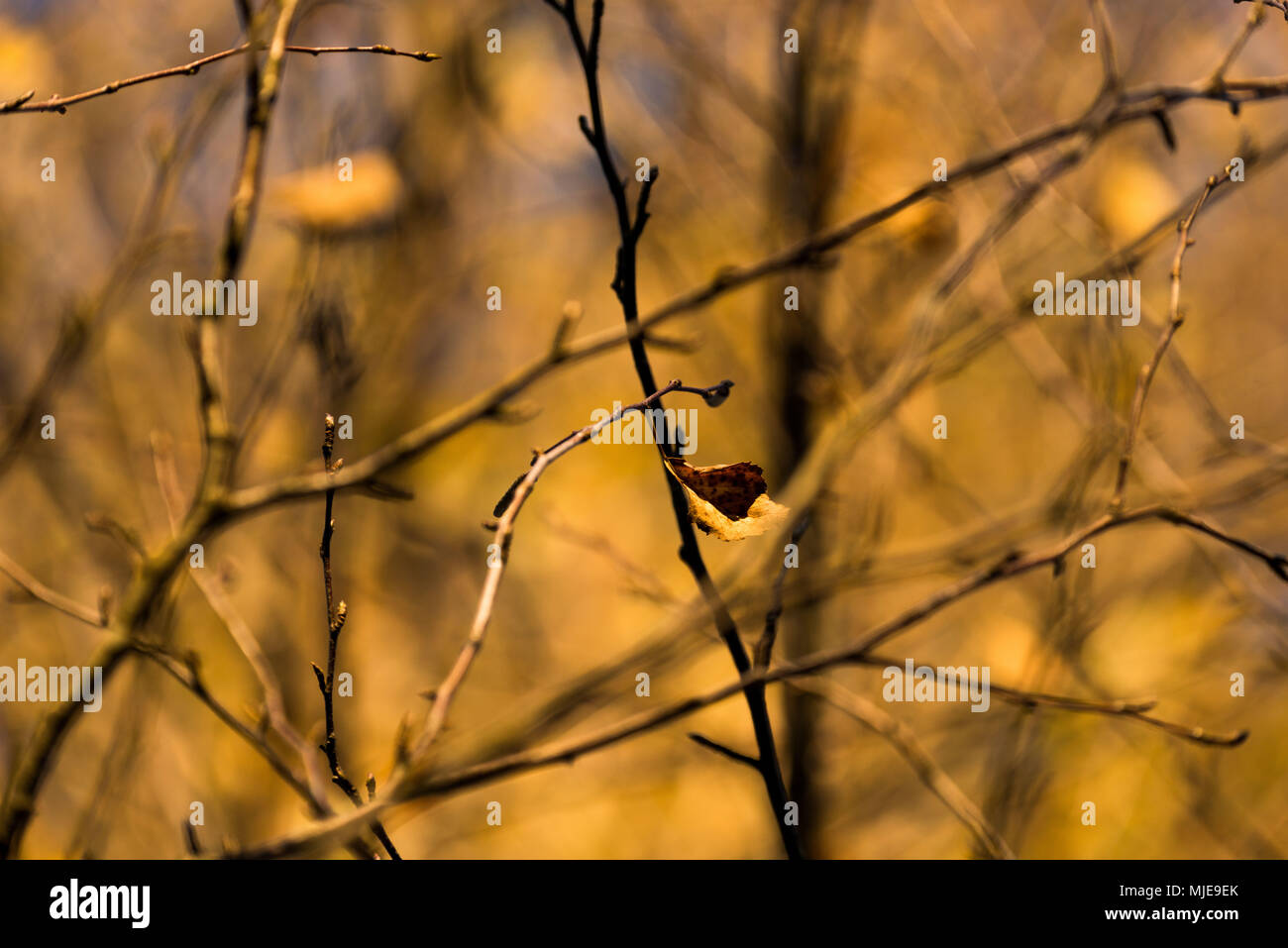 Herbstliche Stimmung auf dem See, Baum, Zweige, close-up Stockfoto