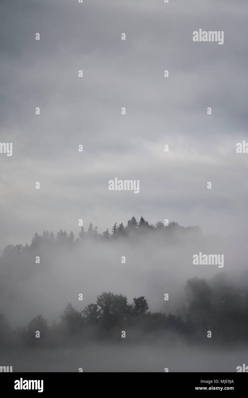 Schwarzwald, Berge, Wald, Regen, Nebel Stockfoto