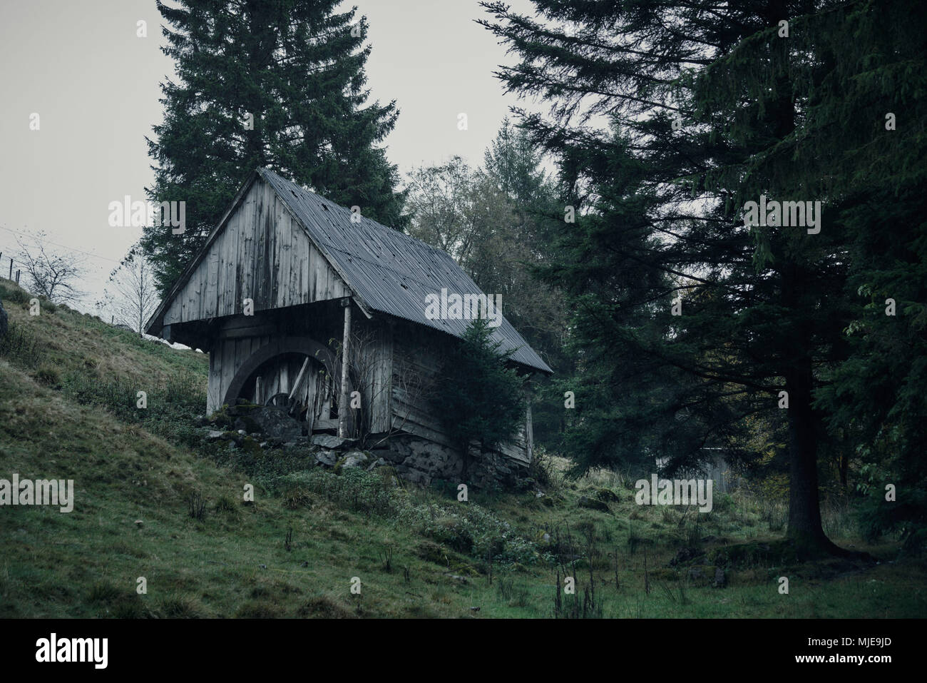 Alte Mühle, Mühle Rad auf einem Berghang mit Tannen im Schwarzwald, regnerischen Wetter Stockfoto