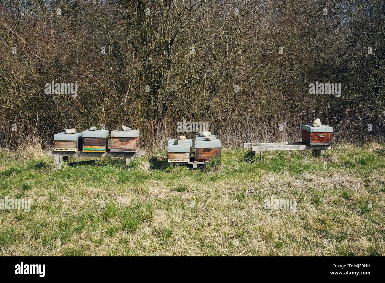 Sechs Felder für die Bienen am Rande des Waldes auf einer Wiese im Herbst Stockfoto