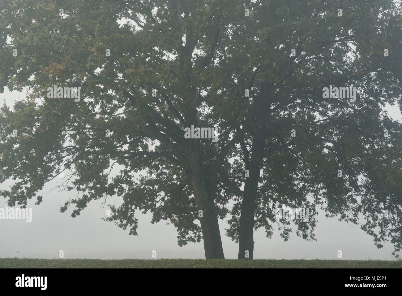 Zwei Bäume im Nebel, Stockfoto