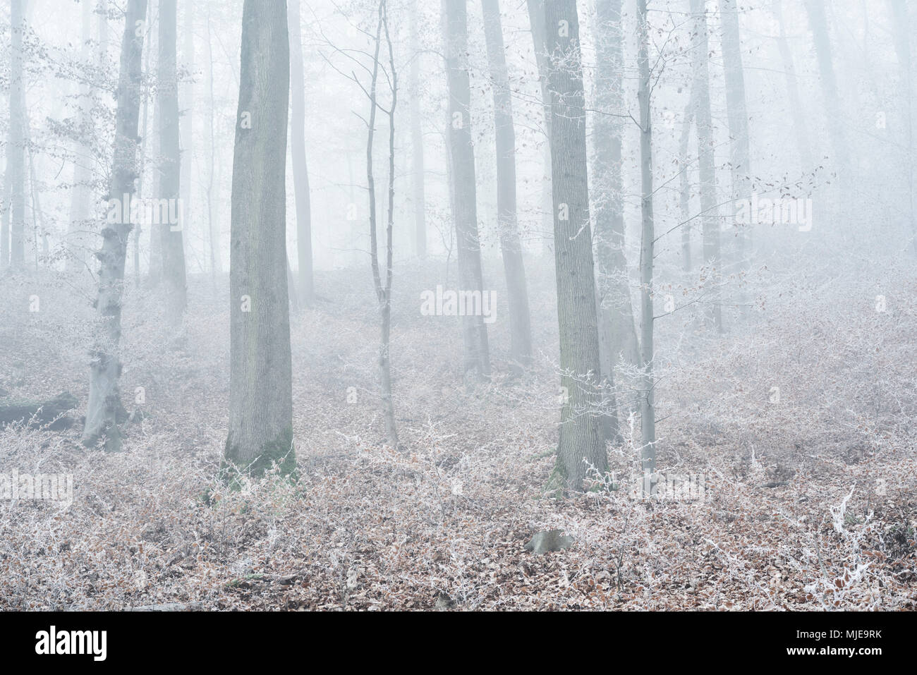 Wald mit Buchen im Winter, Raureif und Nebel, Stockfoto