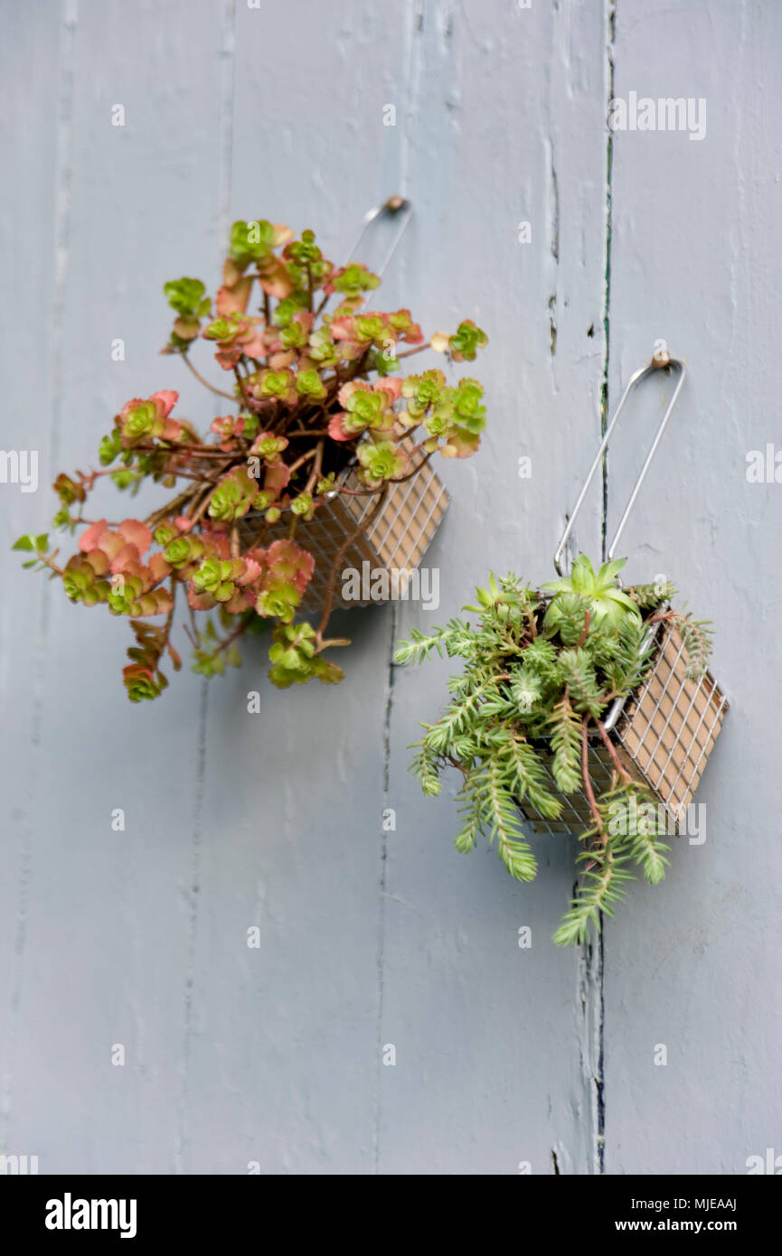 Hanging Garden Stockfoto