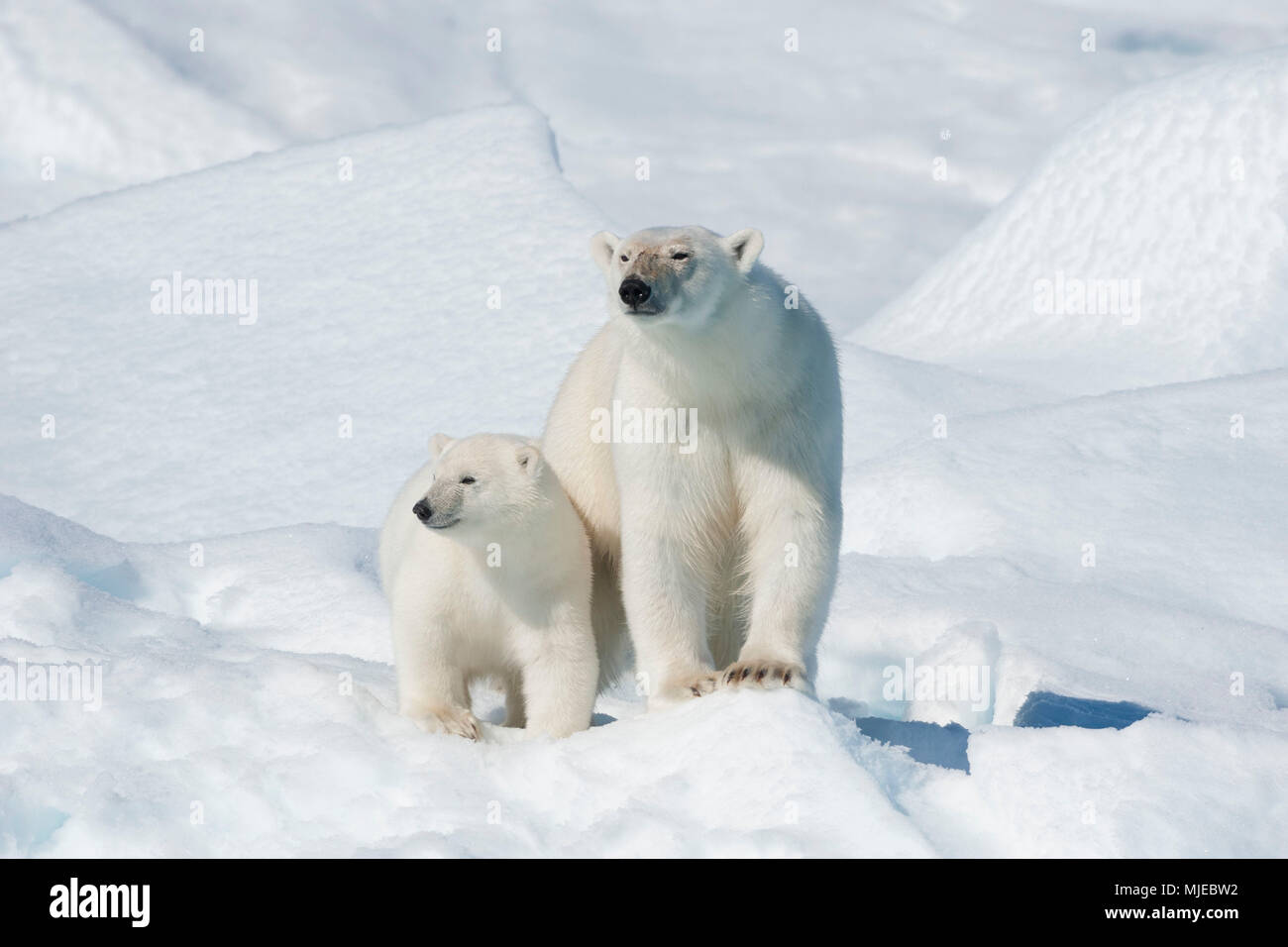 Eisbär, Ursus maritimus, Mutter mit zwei Jungen, Nord östlich Grönlands Küste, Grönland, Arktis Stockfoto