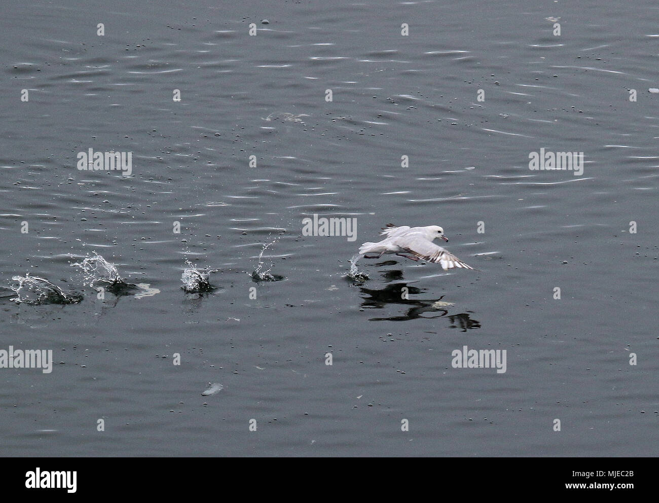 Süden Antarktis leben Stockfoto