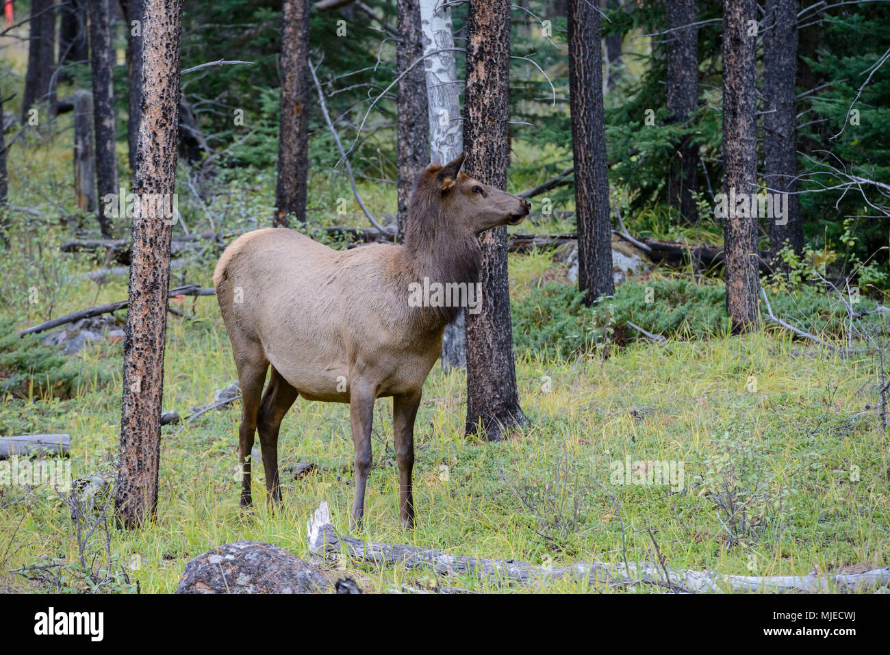 Rotwild, Beobachten, wildes Tier, Jasper National Park, Wald, Bewachung Stockfoto