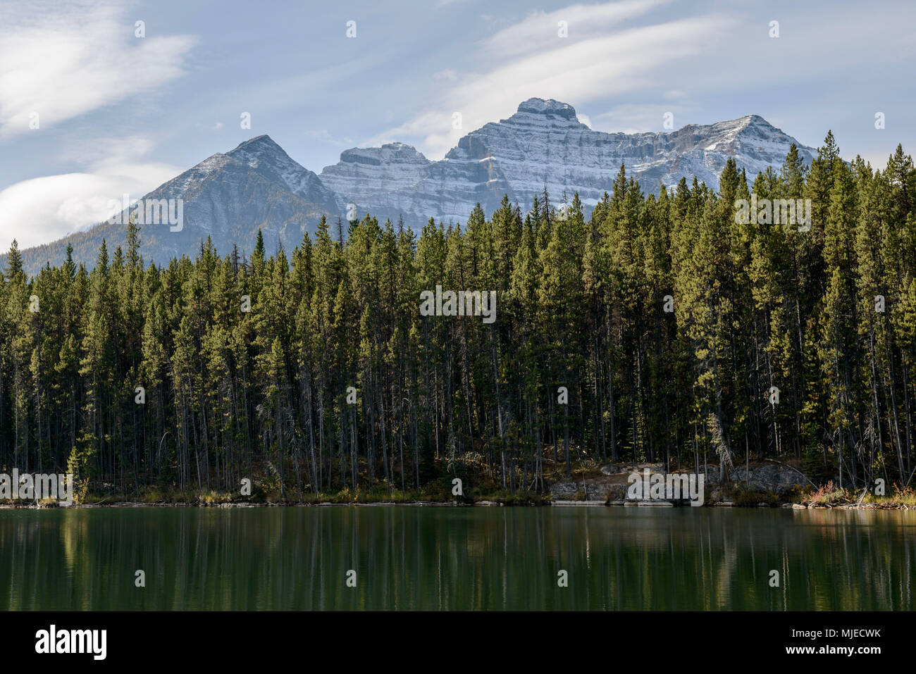 Banff National Park, Herbert See, Wald, in den Rocky Mountains. Stockfoto