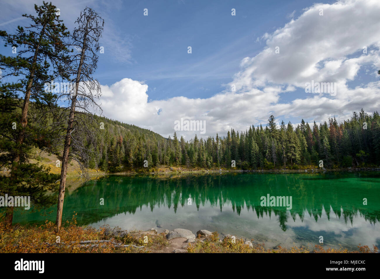 Jasper National Park, Alberta, Tal der fünf Seen, Sonnenlicht, Oberfläche, Ufer, türkis, bunt, Grün, Wasser Stockfoto