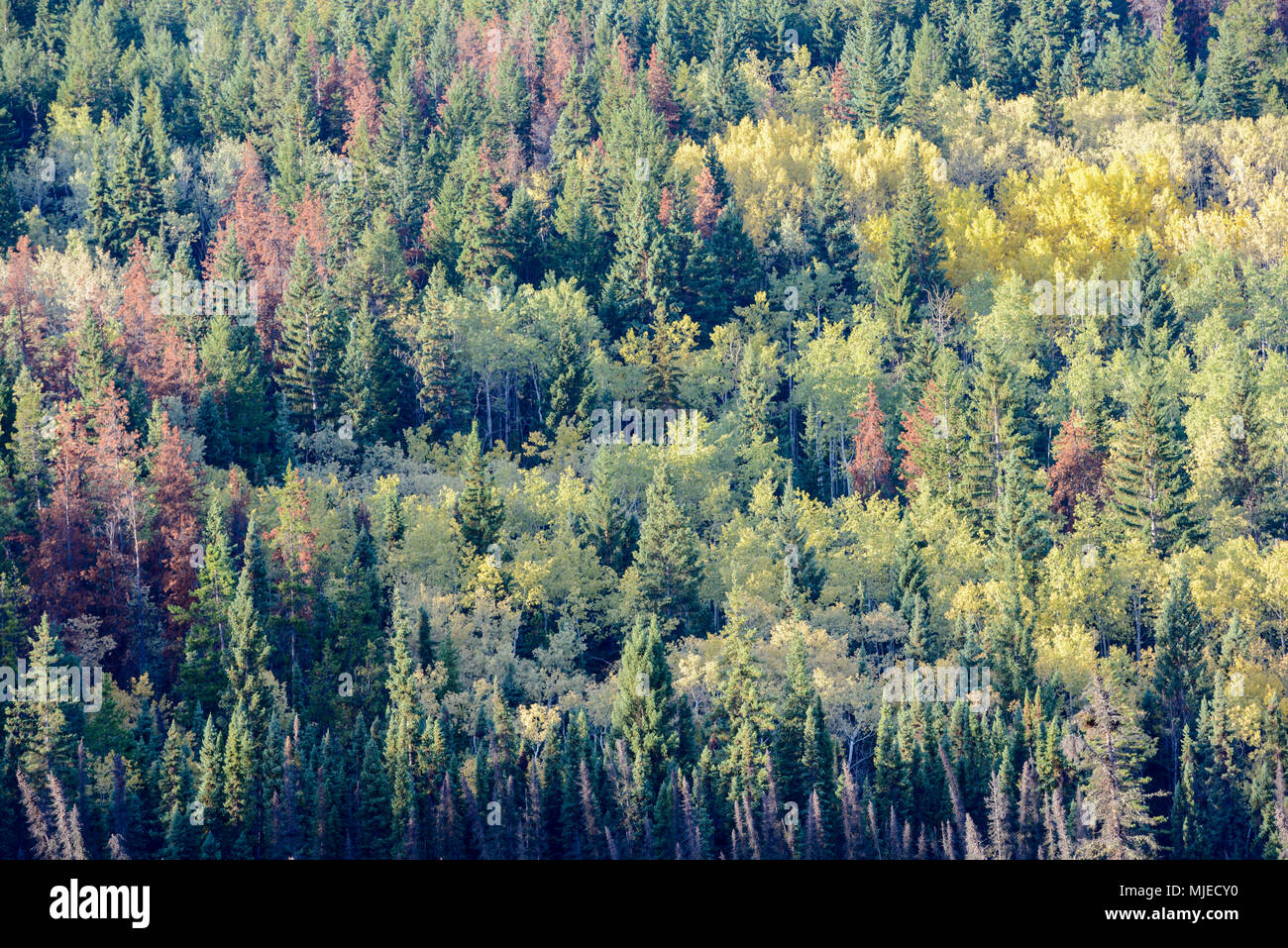 Die Patricia Lake, Jasper National Park, Alberta, bunt, Krone, dicht, Herbst, Herbst, Wald, Bäume, wilde Stockfoto