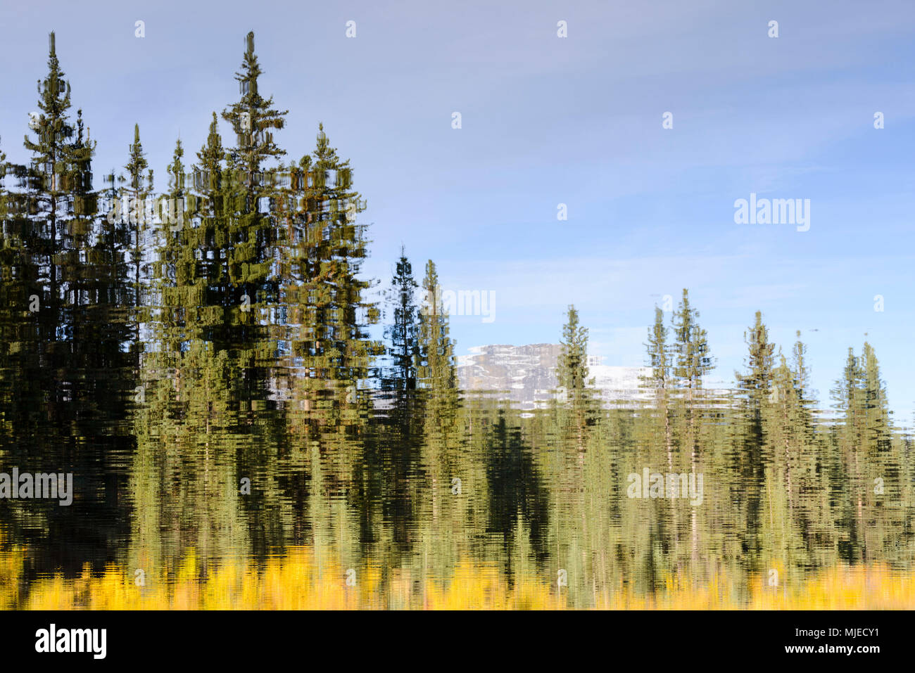 Jasper National Park, Patricia Lake, Reflexion, Spiegel, Wald Stockfoto