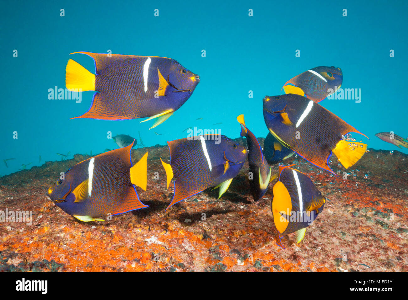 Cortez Kaiserfische in Salvatierra Wrack, holacanthus Passer, La Paz, Baja California Sur, Mexiko Stockfoto