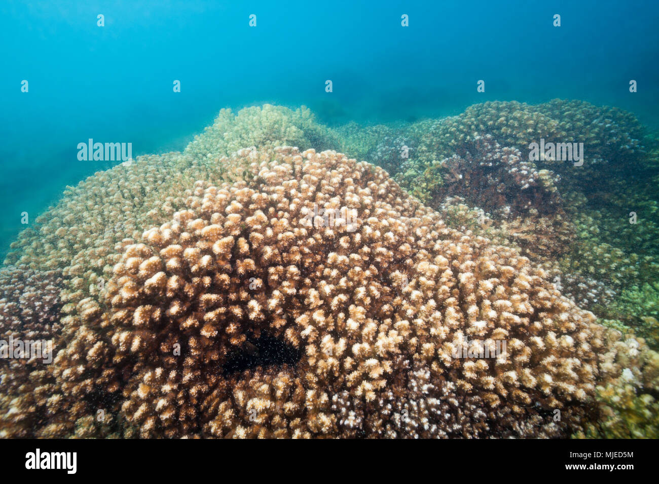 Steinkorallen im Meer von Cortez, Pocillopora elegans, La Paz, Baja California Sur, Mexiko Stockfoto