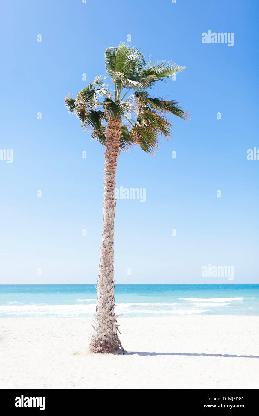 Dubai, Jumeirah Beach Palm Tree. Stockfoto