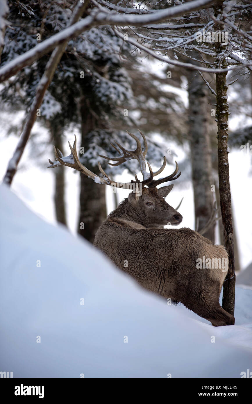 Rotwild im Schnee (Cervus elaphus), Frankreich Stockfoto