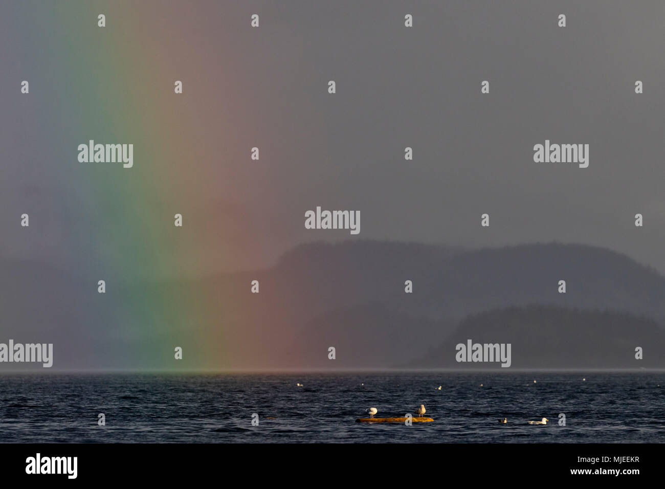 Möwen auf einem Protokoll unter einem schönen Regenbogen im Queen Charlotte Strait aus North Vancouver Island, British Columbia, Kanada. Stockfoto