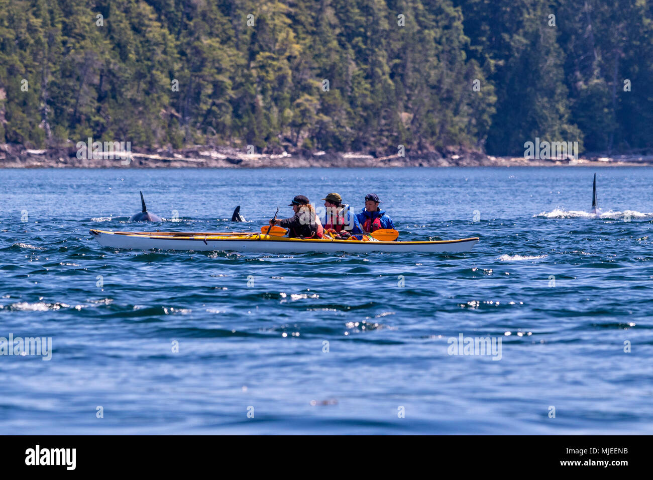 Killerwale und Kajakfahrer in der Johnstone Strait, Rabatt auf Vancouver Island, British Columbia, Kanada. Stockfoto