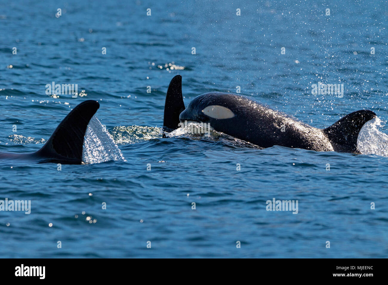 30 nördlichen resident Killer Wale in der Johnstone Strait aus Vancouver Island, Briotish Columbia, Kanada. Stockfoto