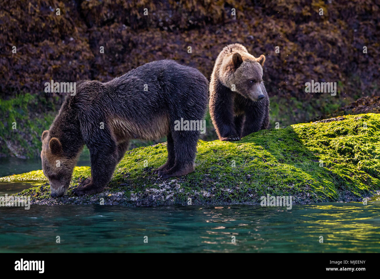Grizzly Mama mit cub Nahrungssuche entlang der Ebbe Linie in der Nähe vom Wasser, Great Bear Rainforest, Knight Inlet, British Columbia, Kanada. Stockfoto
